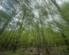 Lot 197 Woodbine Drive, Terra Alta, West Virginia 26764, ,Lots/land,For Sale,Woodbine,10164983