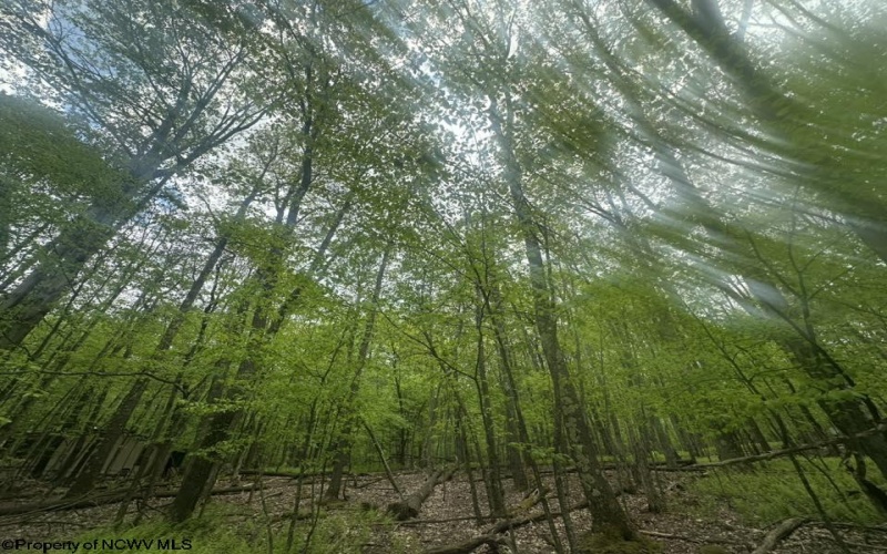 Lot 197 Woodbine Drive, Terra Alta, West Virginia 26764, ,Lots/land,For Sale,Woodbine,10164983