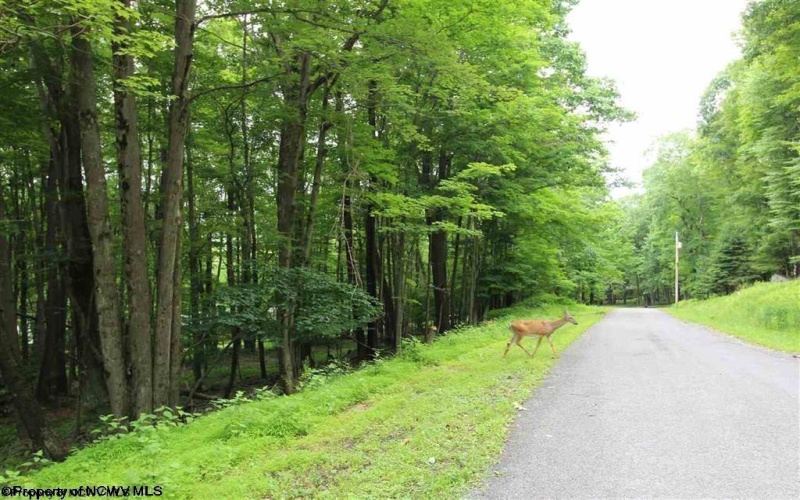Lots 153-154 Clover Drive, Terra Alta, West Virginia 26764, ,Lots/land,For Sale,Clover,10164981