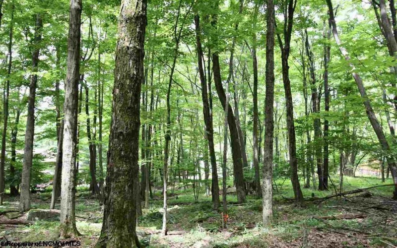Lots 153-154 Clover Drive, Terra Alta, West Virginia 26764, ,Lots/land,For Sale,Clover,10164981