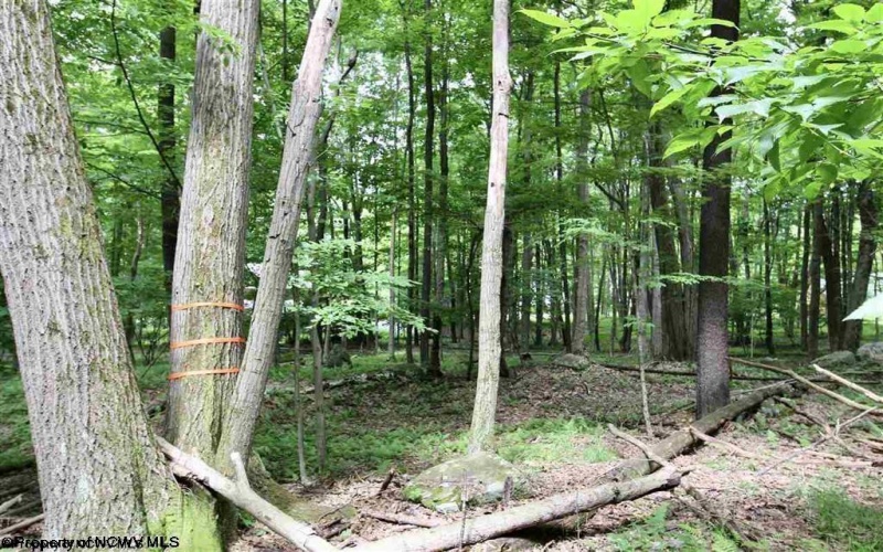 Lots 153-154 Clover Drive, Terra Alta, West Virginia 26764, ,Lots/land,For Sale,Clover,10164981