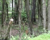 Lots 153-154 Clover Drive, Terra Alta, West Virginia 26764, ,Lots/land,For Sale,Clover,10164981