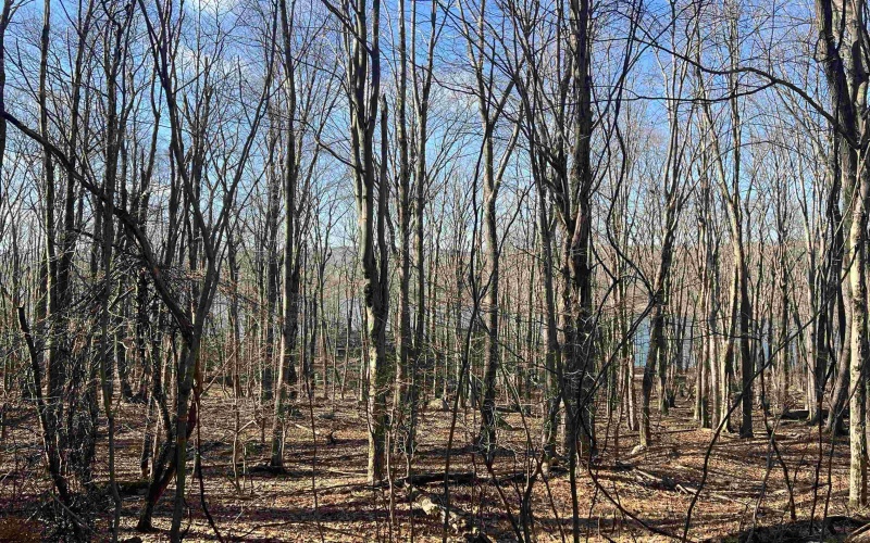 Lots 153-154 Clover Drive, Terra Alta, West Virginia 26764, ,Lots/land,For Sale,Clover,10164981