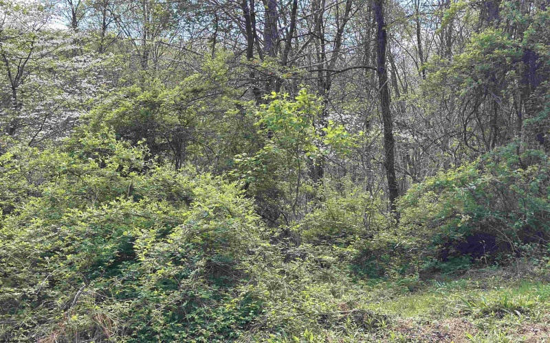 TBD Rush Road, Carmichaels, Pennsylvania 15320, ,Lots/land,For Sale,Rush,10164982