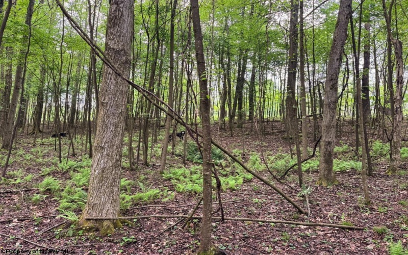 Lot 103 Laurel Loop, Bruceton Mills, West Virginia 26525, ,Lots/land,For Sale,Laurel,10164988