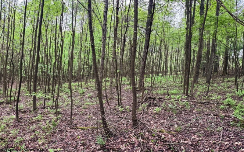 Lot 103 Laurel Loop, Bruceton Mills, West Virginia 26525, ,Lots/land,For Sale,Laurel,10164988