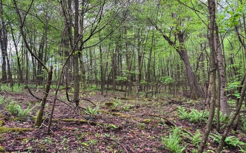 Lot 103 Laurel Loop, Bruceton Mills, West Virginia 26525, ,Lots/land,For Sale,Laurel,10164988