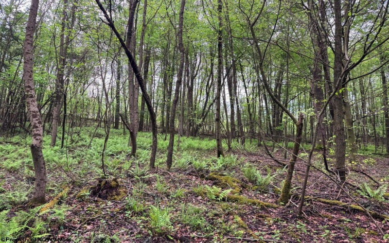 Lot 103 Laurel Loop, Bruceton Mills, West Virginia 26525, ,Lots/land,For Sale,Laurel,10164988