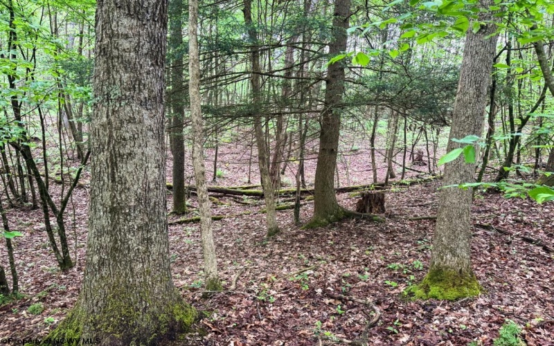 Lot 103 Laurel Loop, Bruceton Mills, West Virginia 26525, ,Lots/land,For Sale,Laurel,10164988