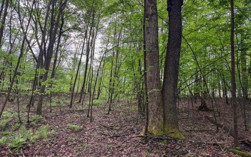 Lot 103 Laurel Loop, Bruceton Mills, West Virginia 26525, ,Lots/land,For Sale,Laurel,10164988