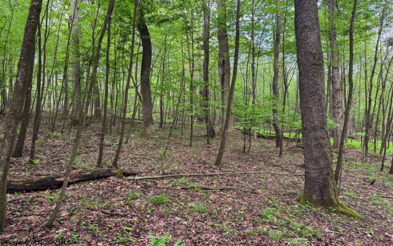 Lot 103 Laurel Loop, Bruceton Mills, West Virginia 26525, ,Lots/land,For Sale,Laurel,10164988