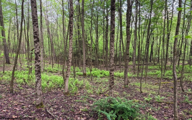 Lot 103 Laurel Loop, Bruceton Mills, West Virginia 26525, ,Lots/land,For Sale,Laurel,10164988