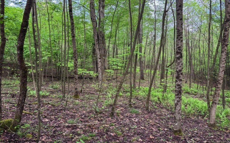Lot 103 Laurel Loop, Bruceton Mills, West Virginia 26525, ,Lots/land,For Sale,Laurel,10164988