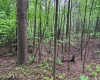 Lot 103 Laurel Loop, Bruceton Mills, West Virginia 26525, ,Lots/land,For Sale,Laurel,10164988