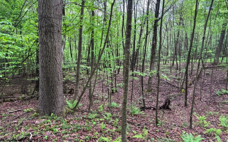 Lot 103 Laurel Loop, Bruceton Mills, West Virginia 26525, ,Lots/land,For Sale,Laurel,10164988