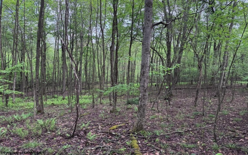 Lot 103 Laurel Loop, Bruceton Mills, West Virginia 26525, ,Lots/land,For Sale,Laurel,10164988