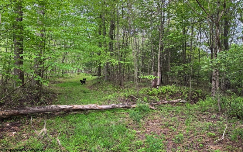 Lot 103 Laurel Loop, Bruceton Mills, West Virginia 26525, ,Lots/land,For Sale,Laurel,10164988