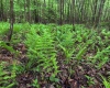 Lot 103 Laurel Loop, Bruceton Mills, West Virginia 26525, ,Lots/land,For Sale,Laurel,10164988