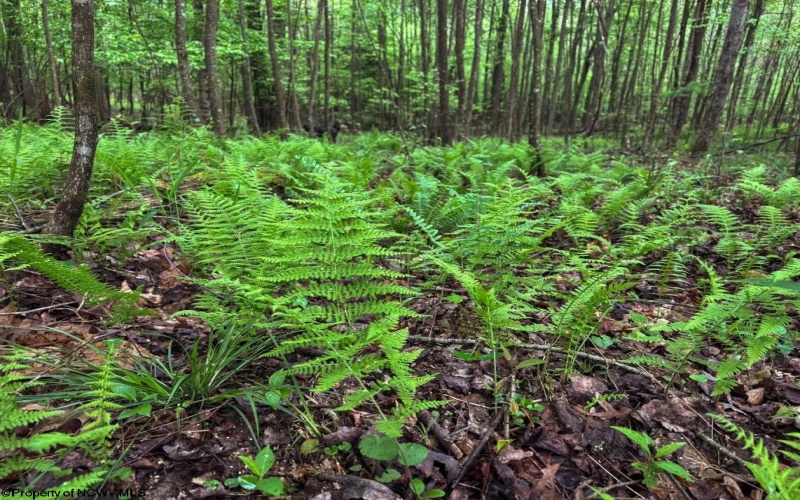 Lot 103 Laurel Loop, Bruceton Mills, West Virginia 26525, ,Lots/land,For Sale,Laurel,10164988