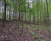 Lot 103 Laurel Loop, Bruceton Mills, West Virginia 26525, ,Lots/land,For Sale,Laurel,10164988