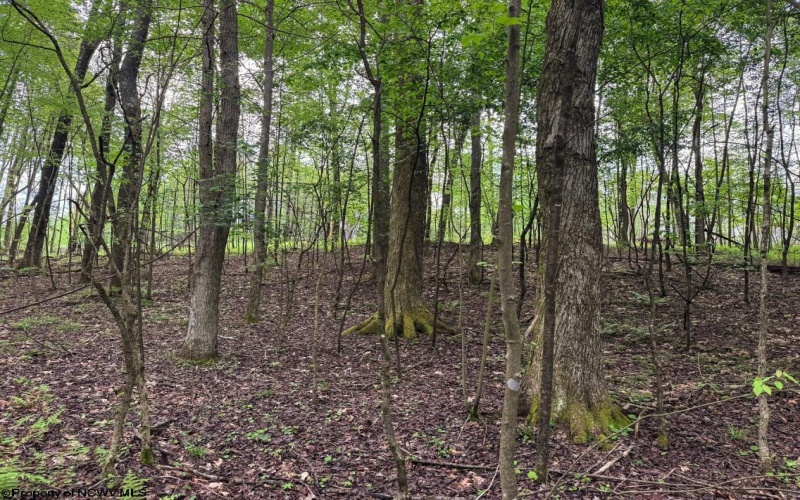 Lot 103 Laurel Loop, Bruceton Mills, West Virginia 26525, ,Lots/land,For Sale,Laurel,10164988