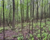 Lot 103 Laurel Loop, Bruceton Mills, West Virginia 26525, ,Lots/land,For Sale,Laurel,10164988