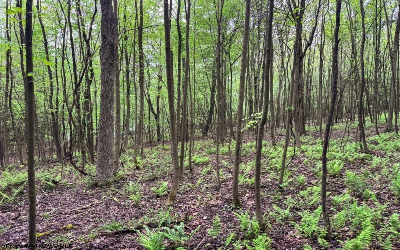 Lot 103 Laurel Loop, Bruceton Mills, West Virginia 26525, ,Lots/land,For Sale,Laurel,10164988