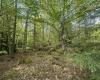 Lot 4 Tuscan Ridge Road, Davis, West Virginia 26260, ,Lots/land,For Sale,Tuscan Ridge,10164990