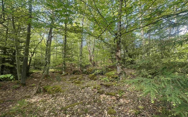 Lot 4 Tuscan Ridge Road, Davis, West Virginia 26260, ,Lots/land,For Sale,Tuscan Ridge,10164990
