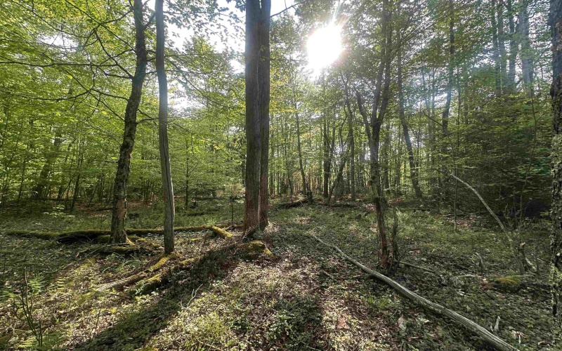 Lot 4 Tuscan Ridge Road, Davis, West Virginia 26260, ,Lots/land,For Sale,Tuscan Ridge,10164990