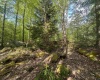 Lot 4 Tuscan Ridge Road, Davis, West Virginia 26260, ,Lots/land,For Sale,Tuscan Ridge,10164990