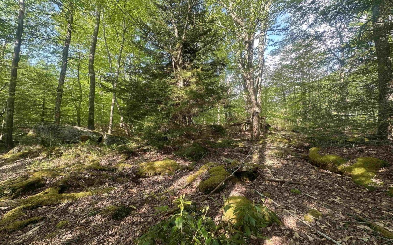Lot 4 Tuscan Ridge Road, Davis, West Virginia 26260, ,Lots/land,For Sale,Tuscan Ridge,10164990