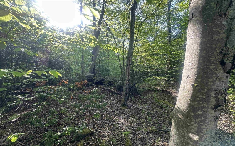 Lot 4 Tuscan Ridge Road, Davis, West Virginia 26260, ,Lots/land,For Sale,Tuscan Ridge,10164990