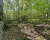 Lot 4 Tuscan Ridge Road, Davis, West Virginia 26260, ,Lots/land,For Sale,Tuscan Ridge,10164990