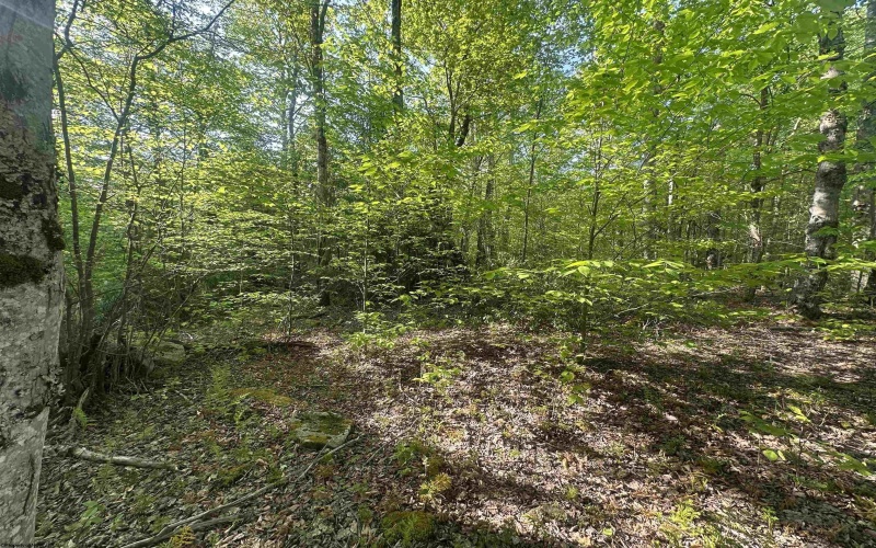 Lot 4 Tuscan Ridge Road, Davis, West Virginia 26260, ,Lots/land,For Sale,Tuscan Ridge,10164990