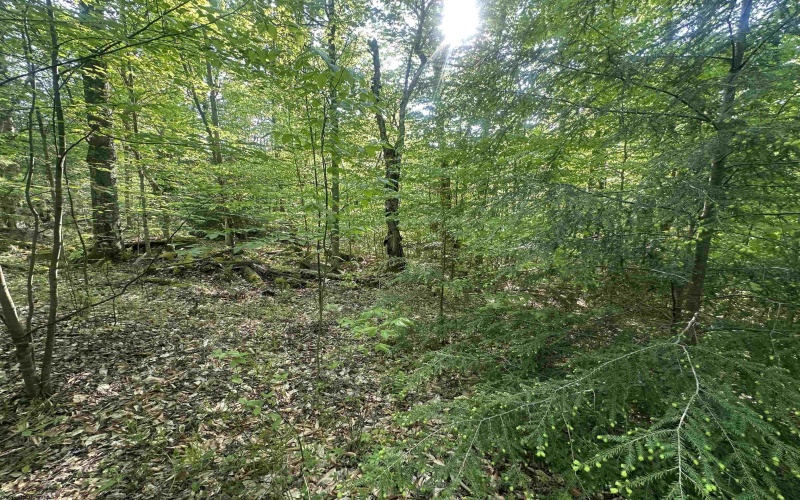 Lot 4 Tuscan Ridge Road, Davis, West Virginia 26260, ,Lots/land,For Sale,Tuscan Ridge,10164990