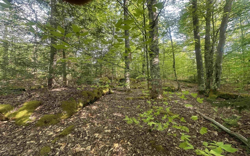 Lot 4 Tuscan Ridge Road, Davis, West Virginia 26260, ,Lots/land,For Sale,Tuscan Ridge,10164990
