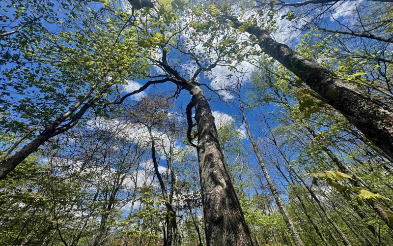 TBD Staunton Parkersburg Turnpike, Durbin, West Virginia 26264, ,Lots/land,For Sale,Staunton Parkersburg,10164996