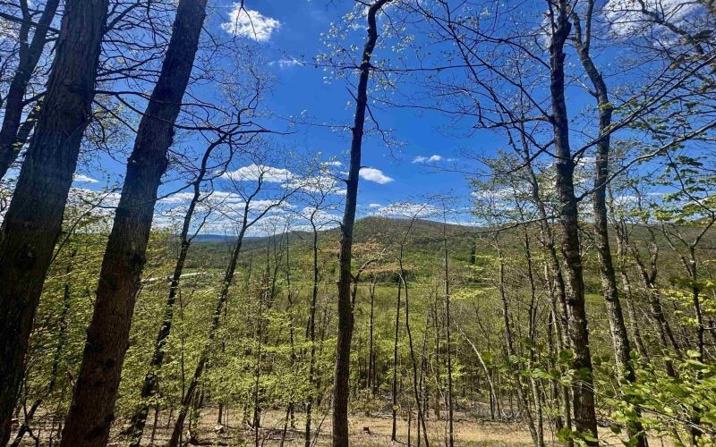 TBD Staunton Parkersburg Turnpike, Durbin, West Virginia 26264, ,Lots/land,For Sale,Staunton Parkersburg,10164996