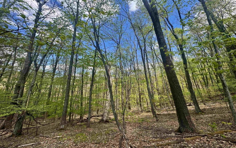 TBD Staunton Parkersburg Turnpike, Durbin, West Virginia 26264, ,Lots/land,For Sale,Staunton Parkersburg,10164996