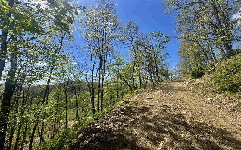 TBD Staunton Parkersburg Turnpike, Durbin, West Virginia 26264, ,Lots/land,For Sale,Staunton Parkersburg,10164996
