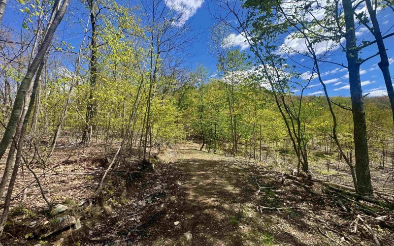 TBD Staunton Parkersburg Turnpike, Durbin, West Virginia 26264, ,Lots/land,For Sale,Staunton Parkersburg,10164996