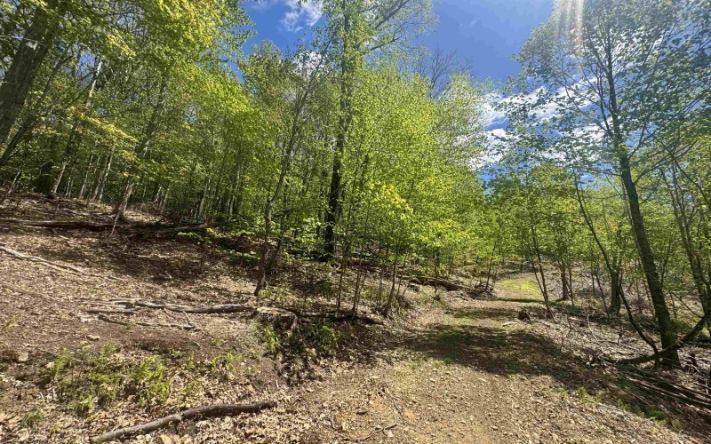TBD Staunton Parkersburg Turnpike, Durbin, West Virginia 26264, ,Lots/land,For Sale,Staunton Parkersburg,10164996