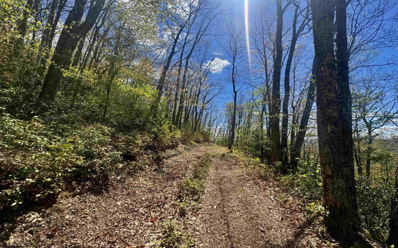 TBD Staunton Parkersburg Turnpike, Durbin, West Virginia 26264, ,Lots/land,For Sale,Staunton Parkersburg,10164996
