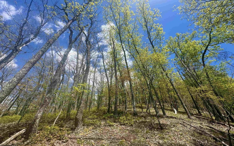 TBD Staunton Parkersburg Turnpike, Durbin, West Virginia 26264, ,Lots/land,For Sale,Staunton Parkersburg,10164996