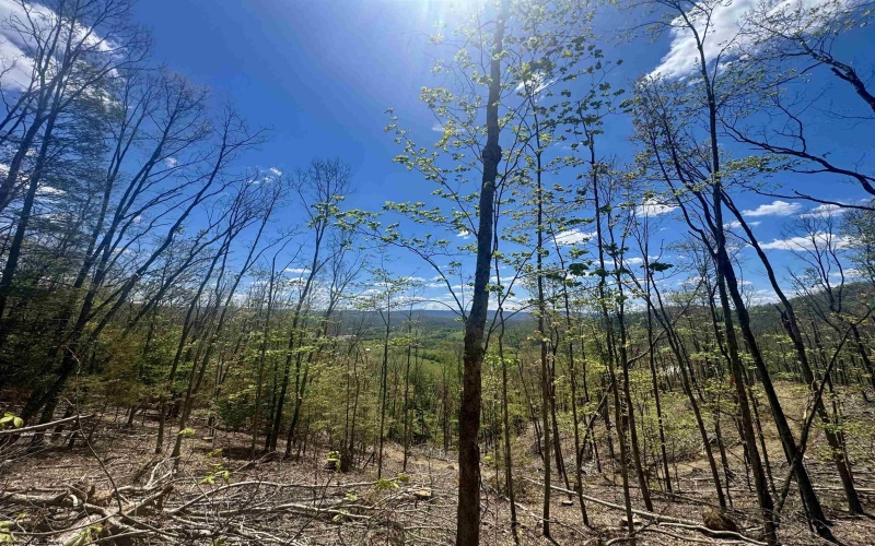 TBD Staunton Parkersburg Turnpike, Durbin, West Virginia 26264, ,Lots/land,For Sale,Staunton Parkersburg,10164996