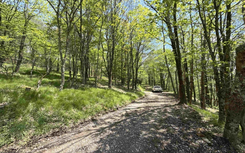 1019 Thunderstruck Road, Harman, West Virginia 26270, ,Lots/land,For Sale,Thunderstruck,10164997