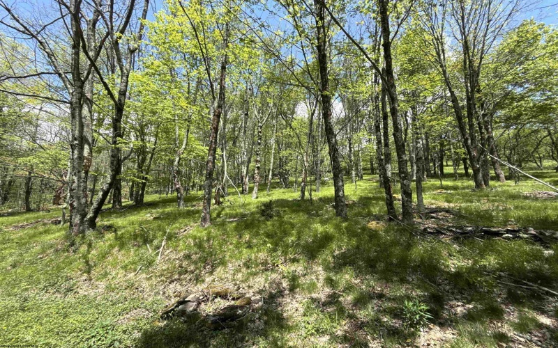 1019 Thunderstruck Road, Harman, West Virginia 26270, ,Lots/land,For Sale,Thunderstruck,10164997