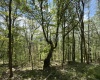 1019 Thunderstruck Road, Harman, West Virginia 26270, ,Lots/land,For Sale,Thunderstruck,10164997