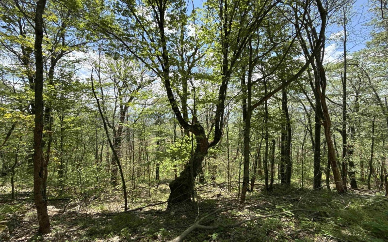 1019 Thunderstruck Road, Harman, West Virginia 26270, ,Lots/land,For Sale,Thunderstruck,10164997